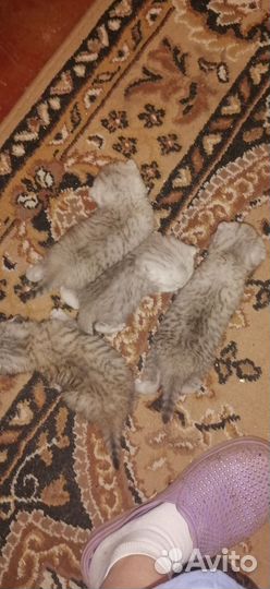 Продам котят