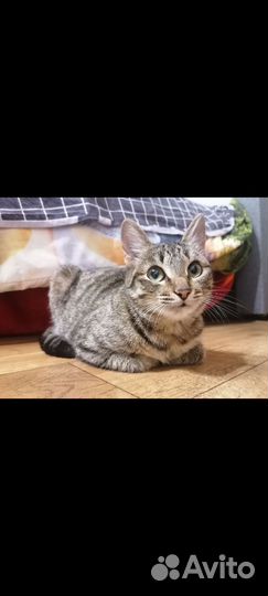 Кошка