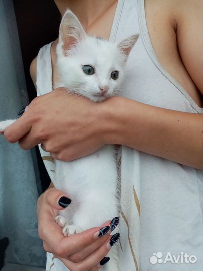 Отдам котенка