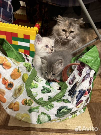 Котята в добрые руки