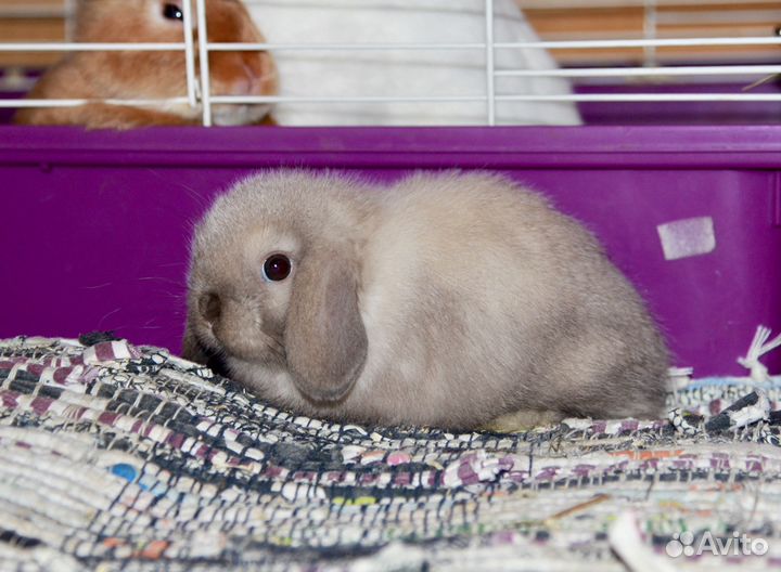 Декоративные вислоухие кролики