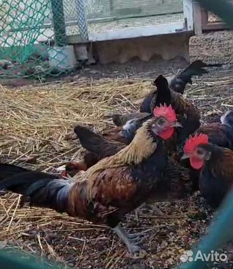 Петухи