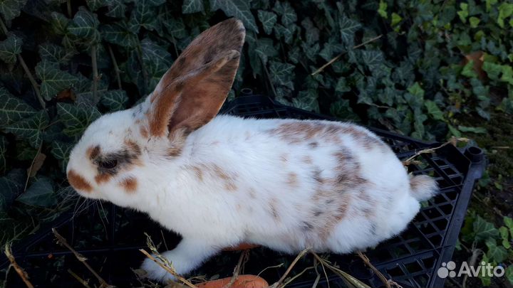 Чистопородные кролики 