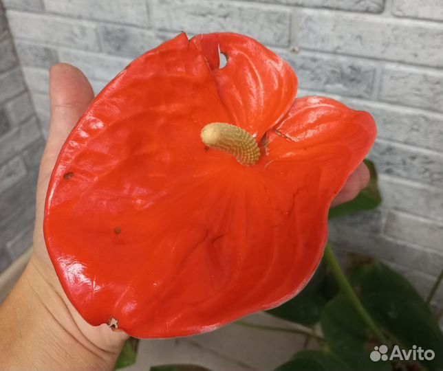 Антуриумы сортовые