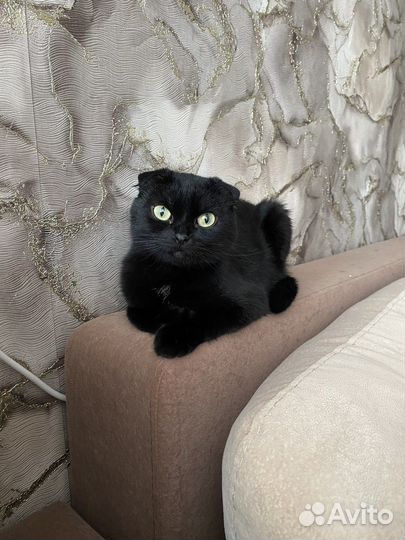 Кошка в дар