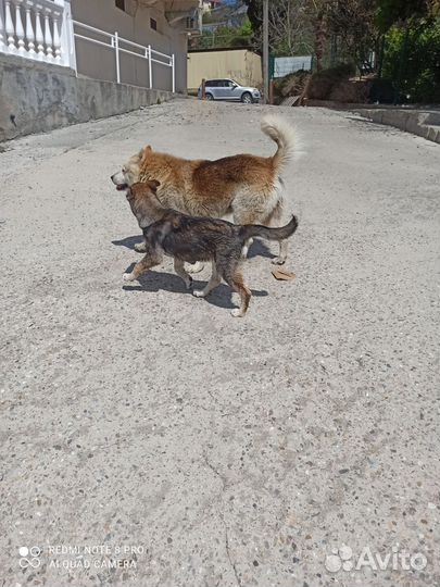 Щенок в добрые руки. Девочка