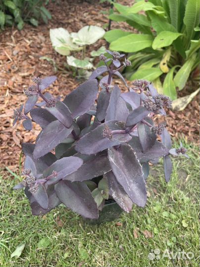 Седум (очиток)