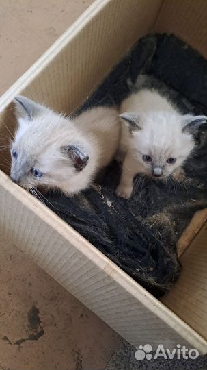 Тайские котята