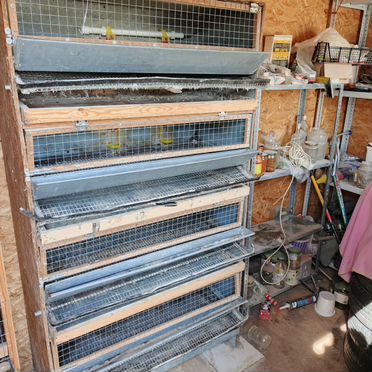 Клетки для перепелов