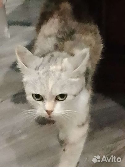 Кошка Марта