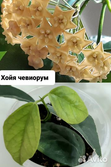 Комнатные растения цветы