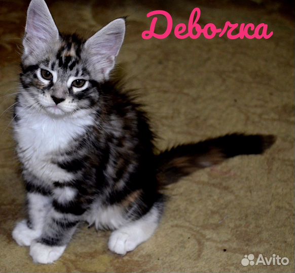 Котята Мейн-кун