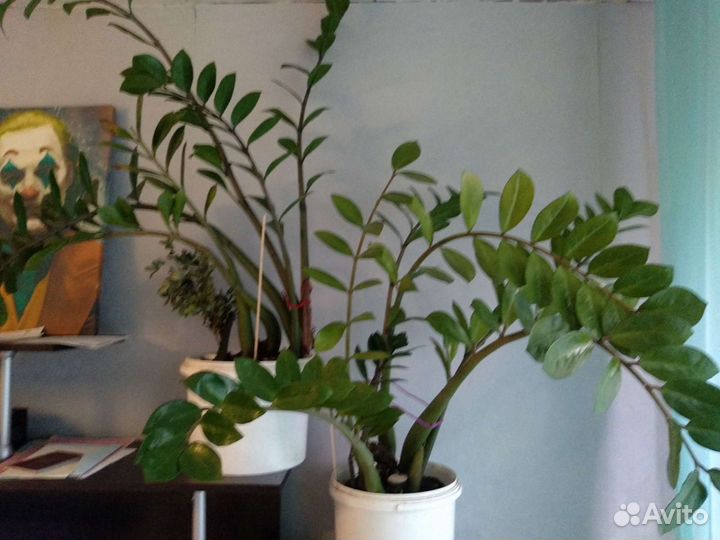 Замиокулькас