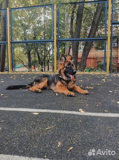 Дрессировка собак в Спб / Кинолог