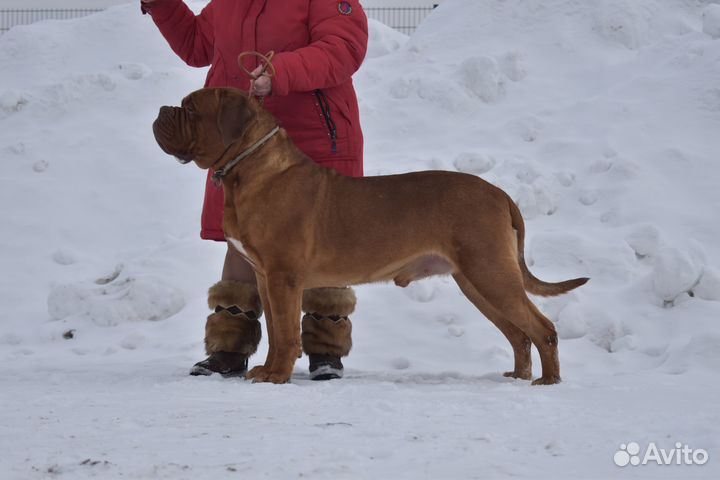 Щенок Бордосик