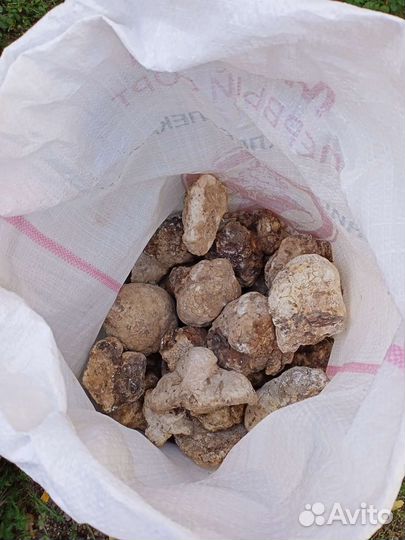 Лечебный,гриб агарикус.Республика Алтай