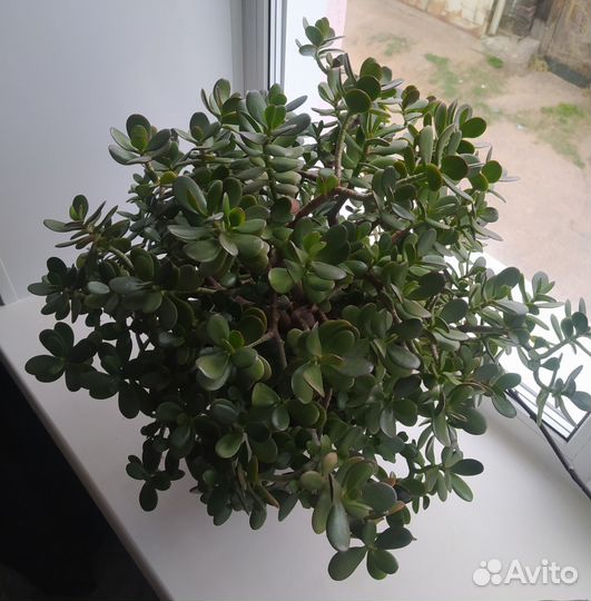 Денежное дерево