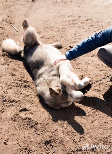 Отдам маламута