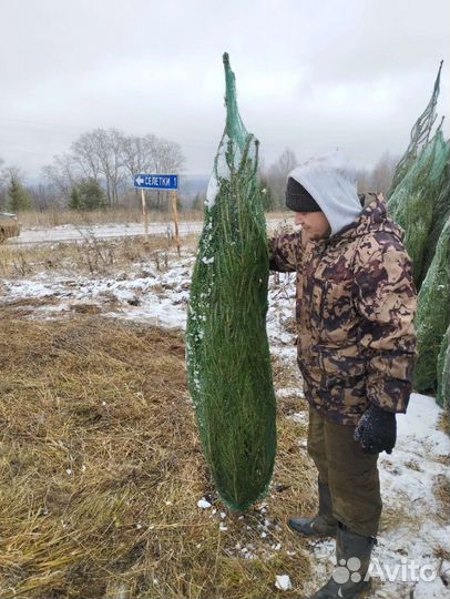 Ель новогодняя