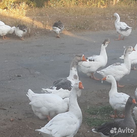 Гуси холмогоры