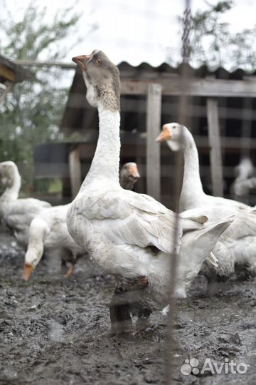 Холмогорские гуси. Гуси линда