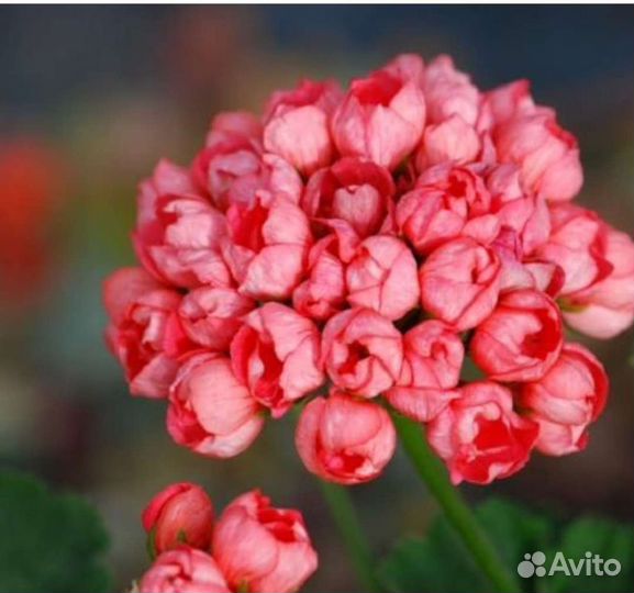 Цветущие тюльпанки