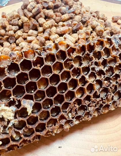 Перга Алтайская