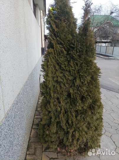 Туи смарагд