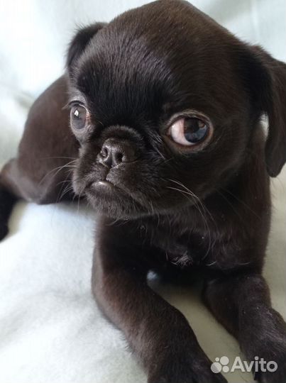 Пти брабансон