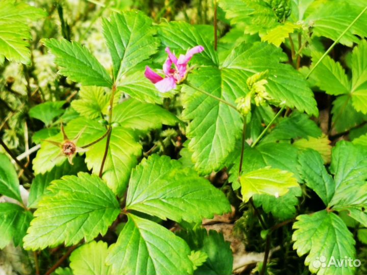 Княженика настоящая не гибрид