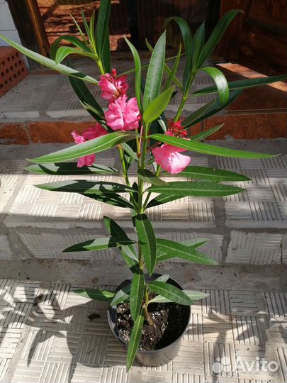 Герань пеларгония,олеандр