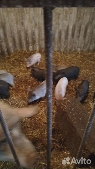Поросята