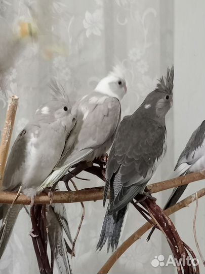 Птенцы корелла