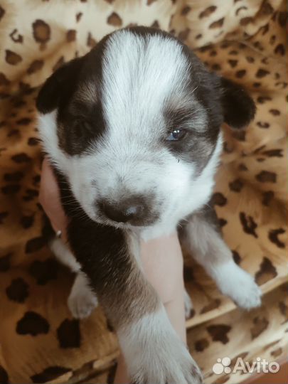 Собака даром