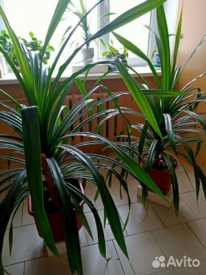 Пальма панданус