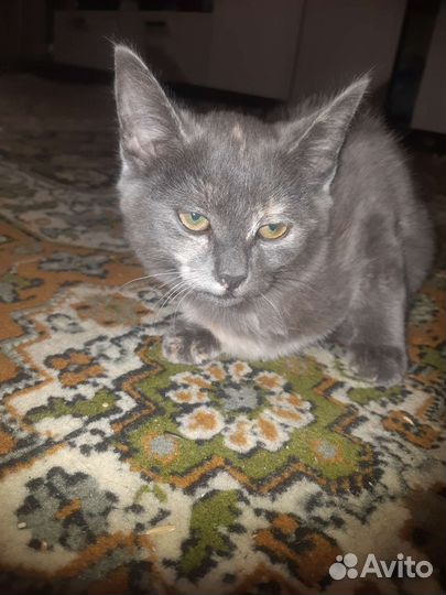Отдам бесплатно котенка