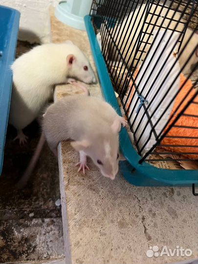 Отдам в добрые руки крысят дамбо