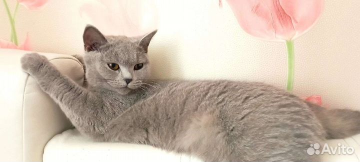 Британские котята