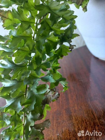 Папоротник комнатный для офиса