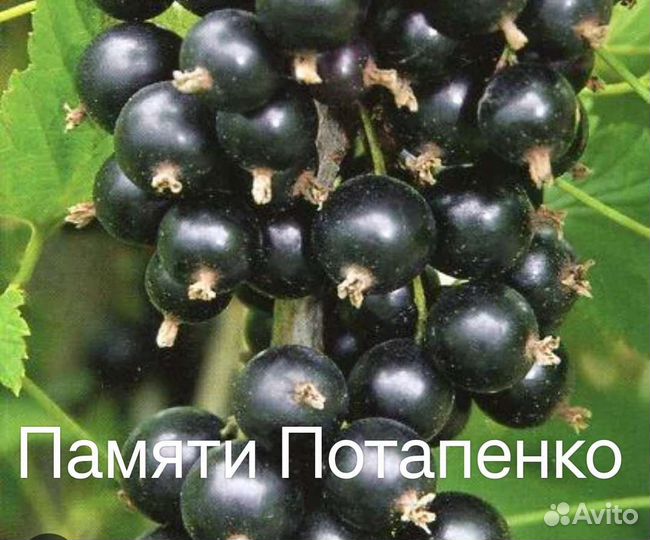 Саженцы черной смор.,жимолость