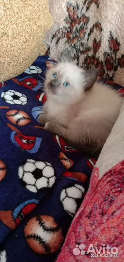 Отдам котенка в добрые руки