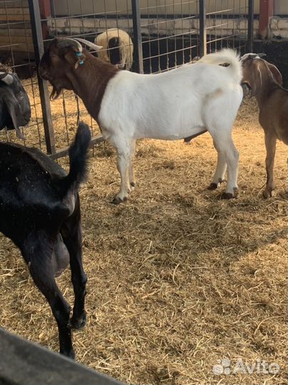 Козел Бурской породы