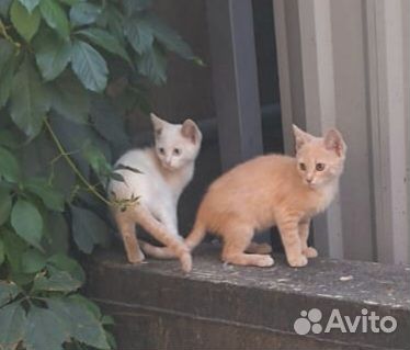 Скоро холода.Котята на улице. Нужен новый дом