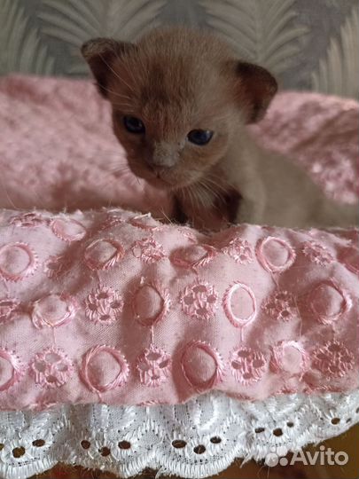 Бурманские котята