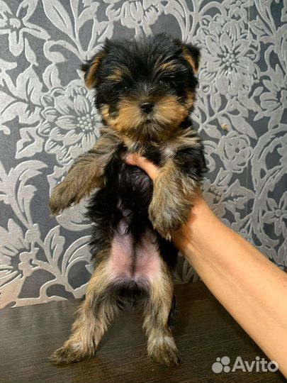 Йоркширский терьер