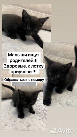 Котята в добрые руки