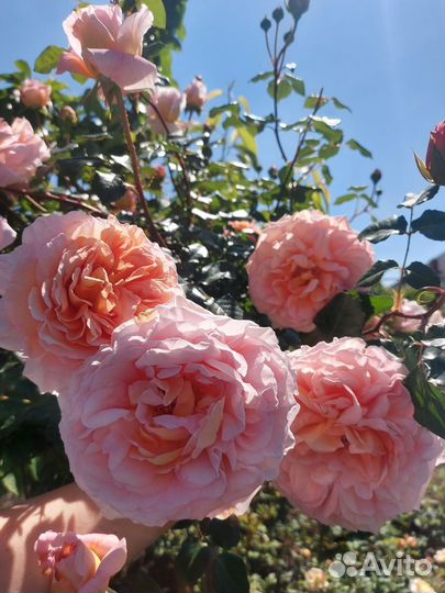 Роза Абрахам Дерби на штамбе