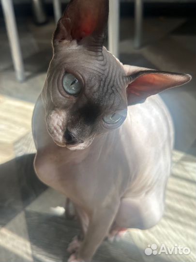 Сфинкс вязка