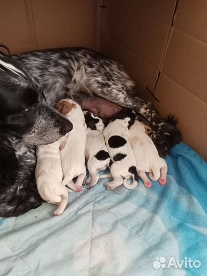 Русский спаниель