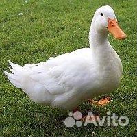 Утки, муларды, гуси